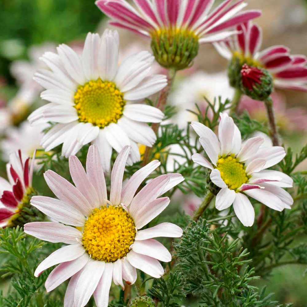 Daisy Seeds