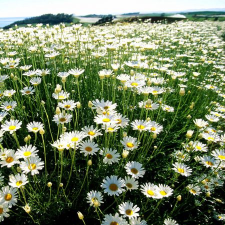 Daisy Seeds