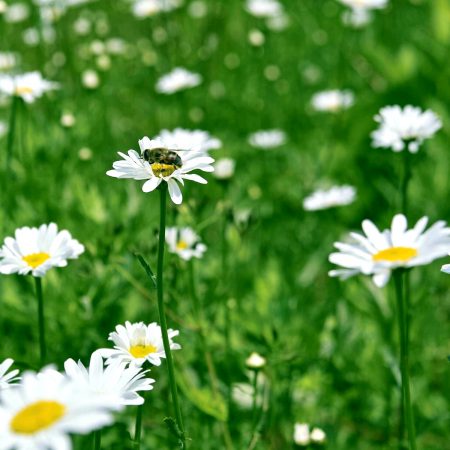 Daisy Seeds