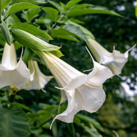 Datura Angel's Trumpet, White Seeds