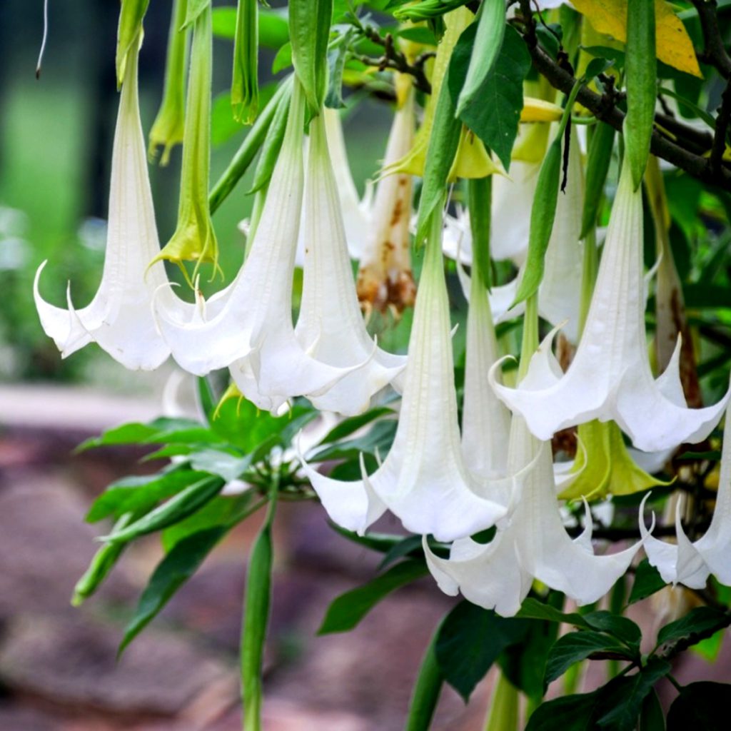 Datura Angel's Trumpet, White Seeds