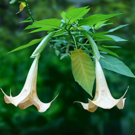 Datura Angel's Trumpet, White Seeds