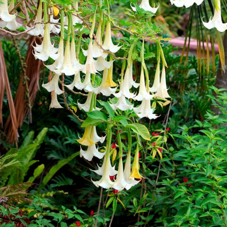 Datura Angel's Trumpet, White Seeds