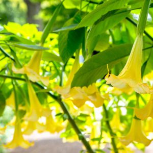 Datura Angels Trumpet, Yellow Seeds