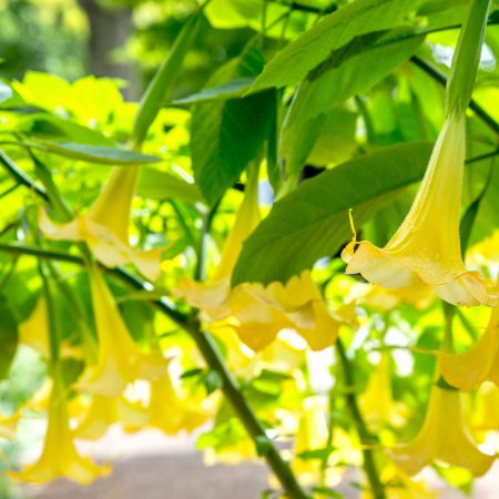 Datura Angels Trumpet, Yellow Seeds