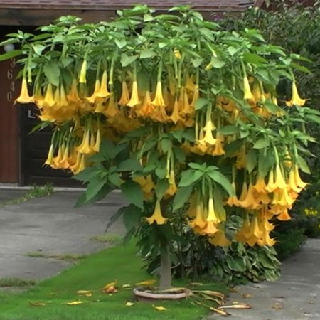 Datura Angels Trumpet, Yellow Seeds