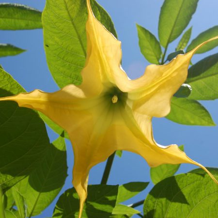 Datura Angels Trumpet, Yellow Seeds