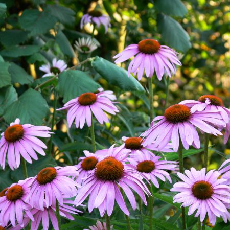 Echinacea Angustafolia Seeds