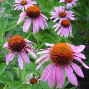 Echinacea Angustafolia Seeds