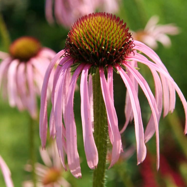 Echinacea Pallida Seeds