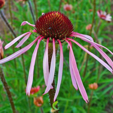 Echinacea Pallida Seeds