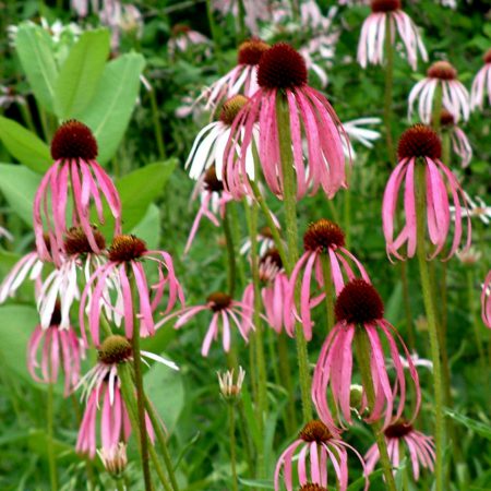 Echinacea Pallida Seeds