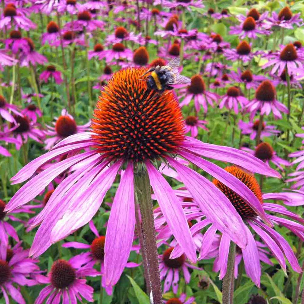 Echinacea Purpurea, Purple Coneflower Seeds