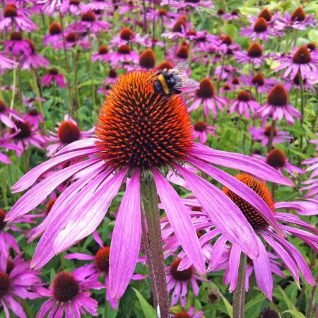 Echinacea Purpurea, Purple Coneflower Seeds