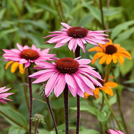Echinacea Purpurea, Purple Coneflower Seeds