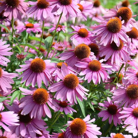 Echinace Purpurea, Purple Coneflower Seeds