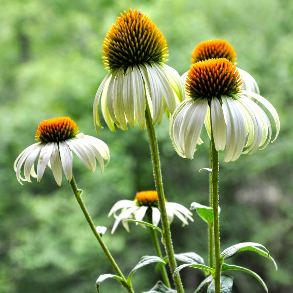 Echinacea Purpurea, White Swan Seeds