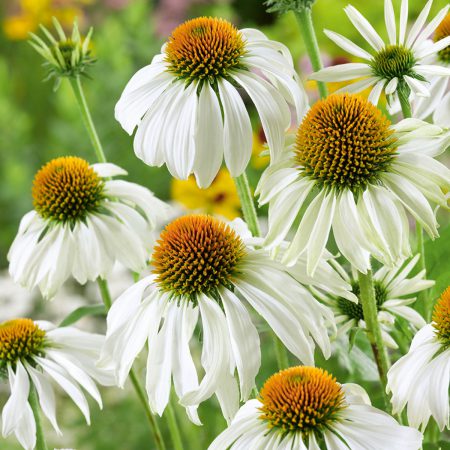 Echinacea Purpurea, White Swan Seeds
