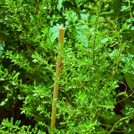 Epazote Seeds