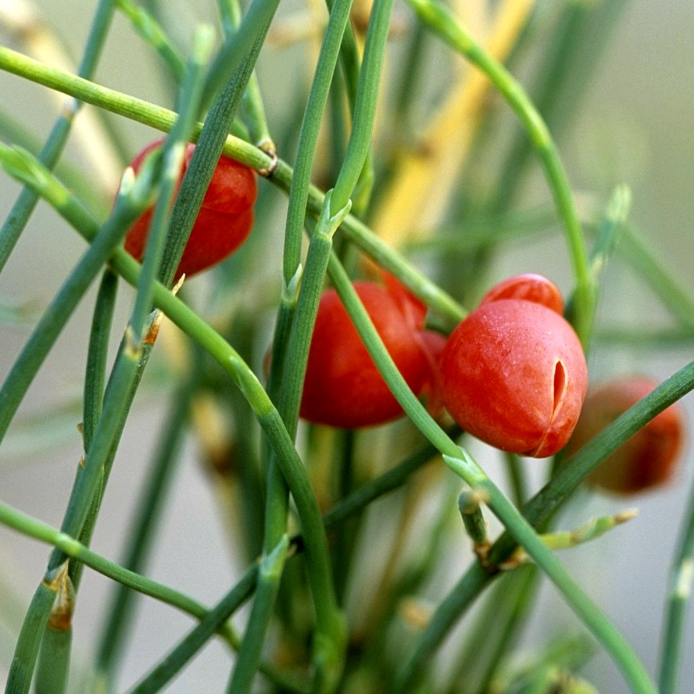 Ephedra (Mormon Tea) Seeds