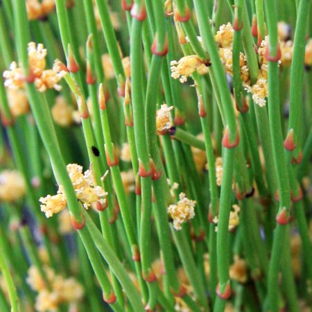 Ephedra (Mormon Tea) Seeds