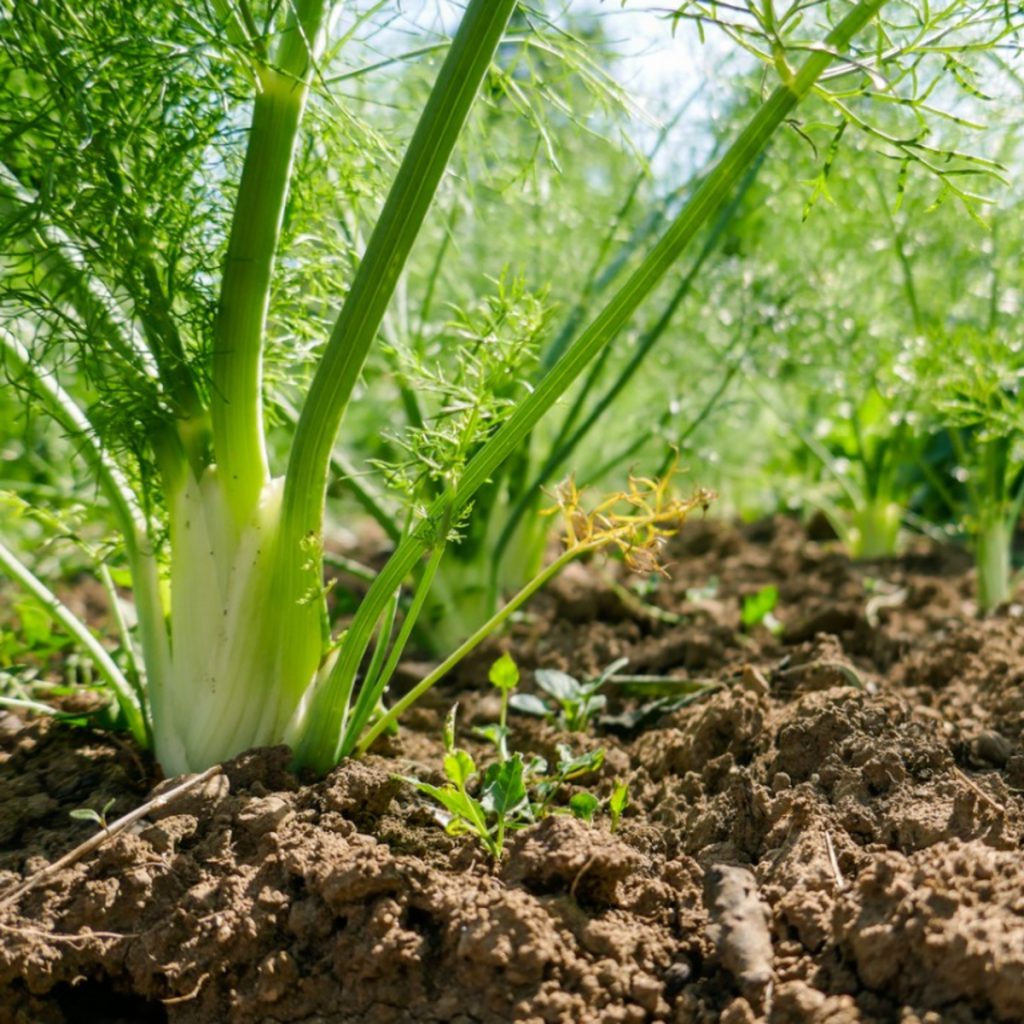 Fennel, Green Bulb Seeds