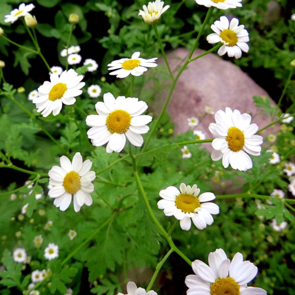 Feverfew Seeds
