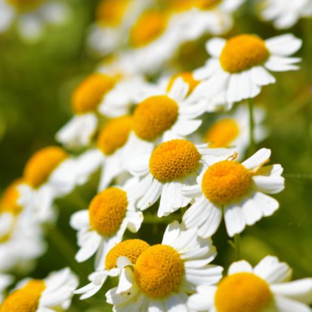 Feverfew Seeds