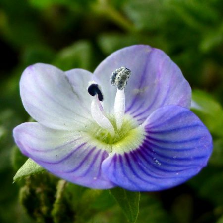 Germander Seeds