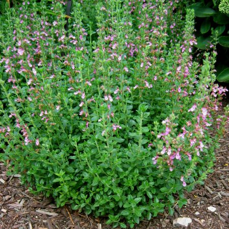 Germander Seeds