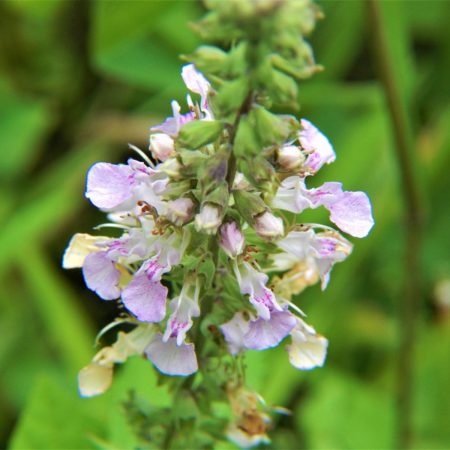 Germander Seeds