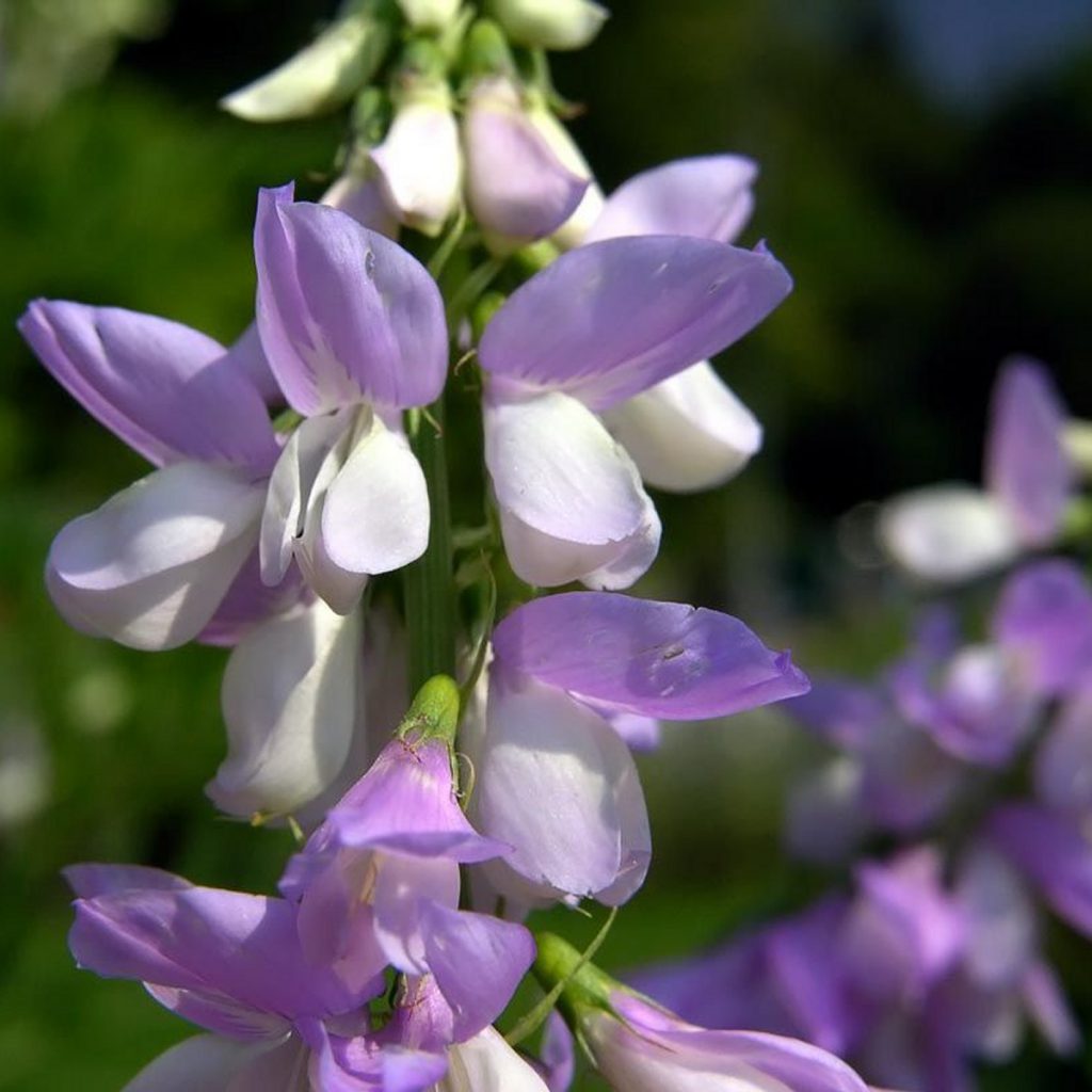 Goat's Rue Seeds