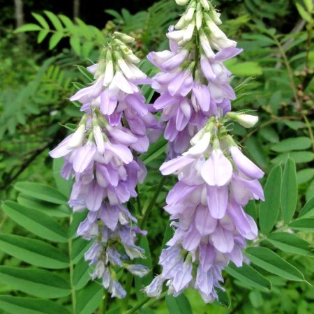 Goat's Rue Seeds