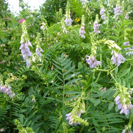 Goat's Rue Seeds