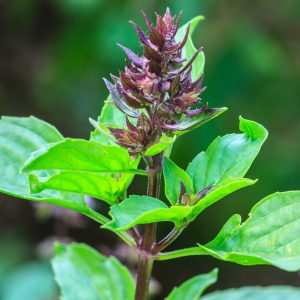 Basil, Holy (Tulsi), Green Seeds