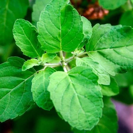 Basil, Holy (Tulsi), Green Seeds