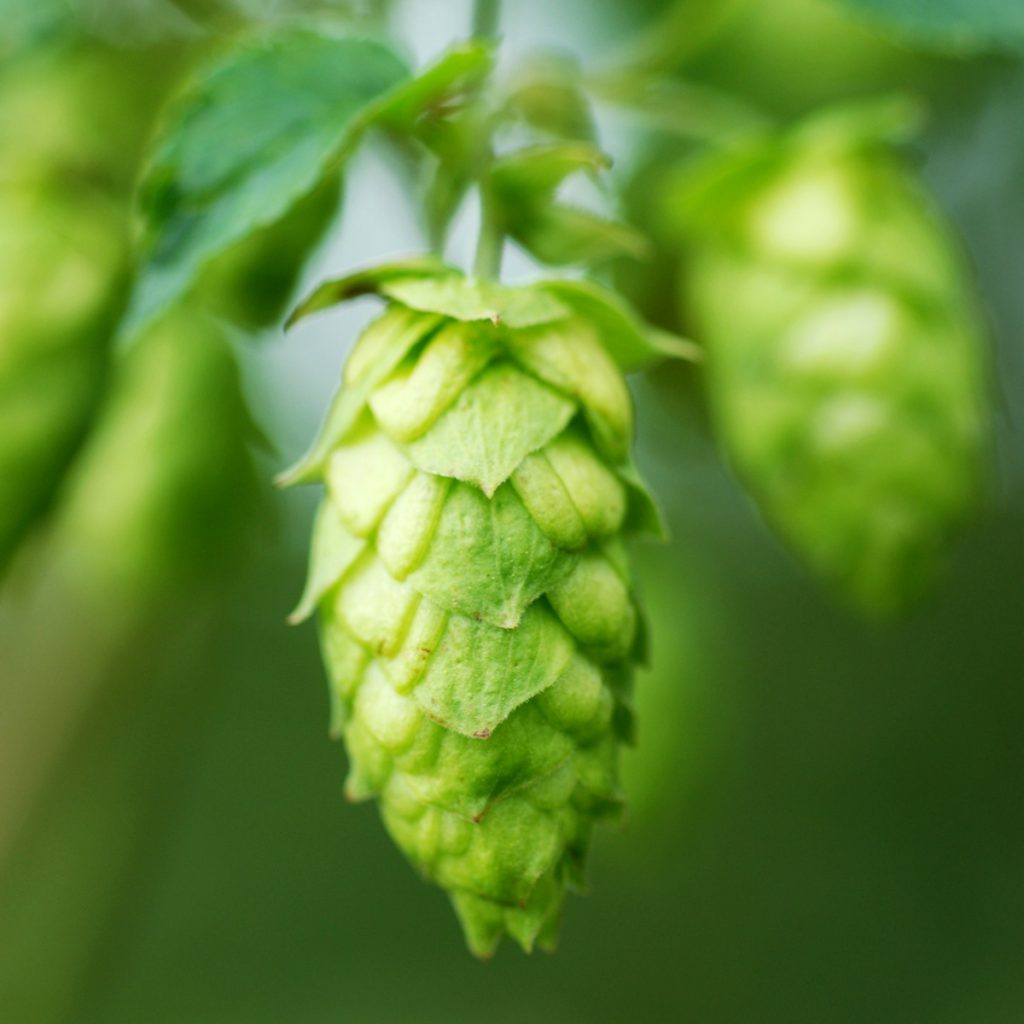 Hops Seeds