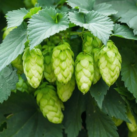 Hops Seeds