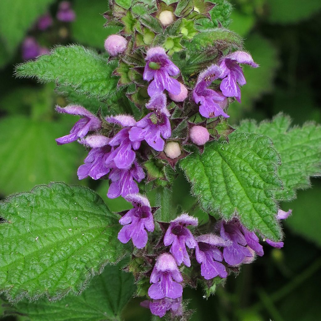 Horehound, Black Seeds