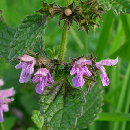 Horehound, Black Seeds