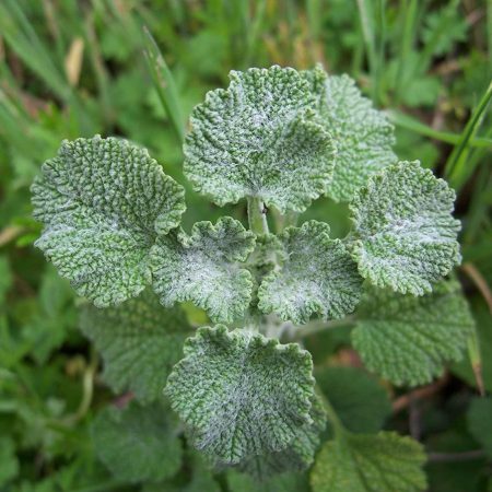 Horehound, Silver Seeds