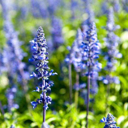 Hyssop, Blue Seeds
