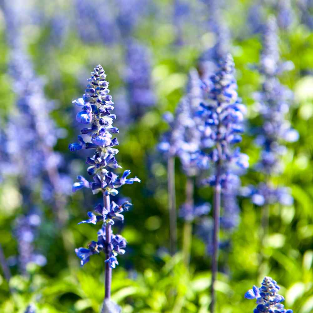 Hyssop, Blue Seeds