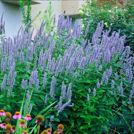 Hyssop, Blue Seeds