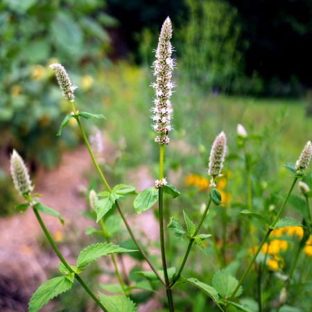 Hyssop, Giant Yellow Seeds