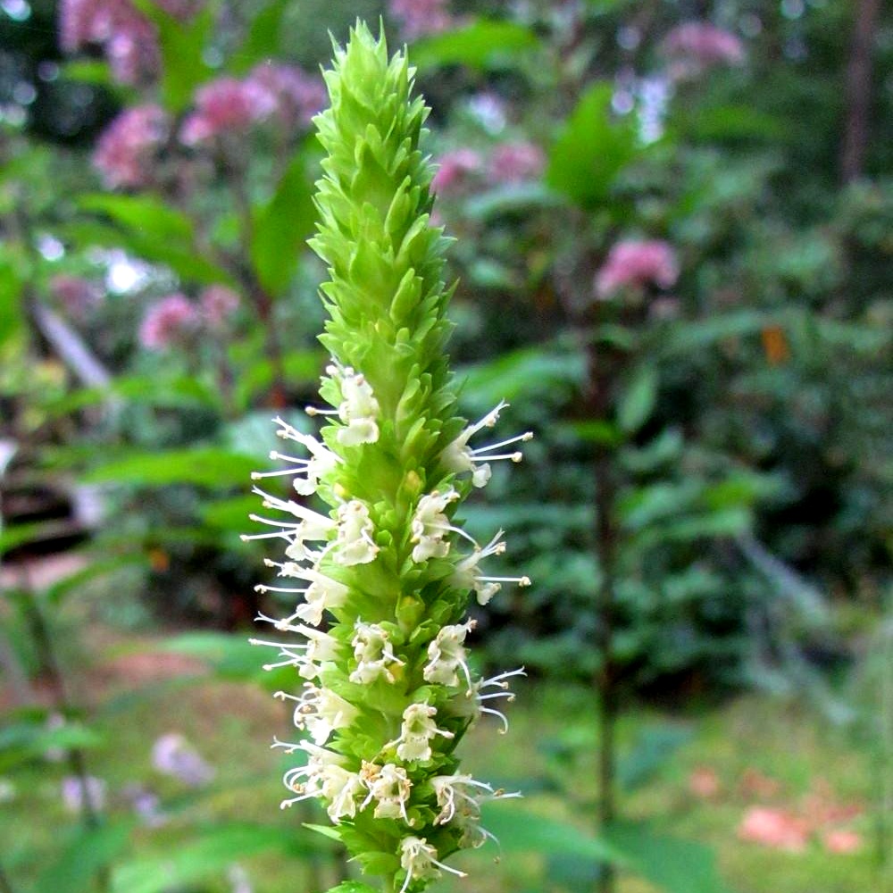 Hyssop, Giant Yellow Seeds
