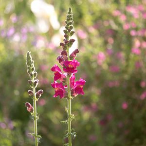 Hyssop, Pink Seeds