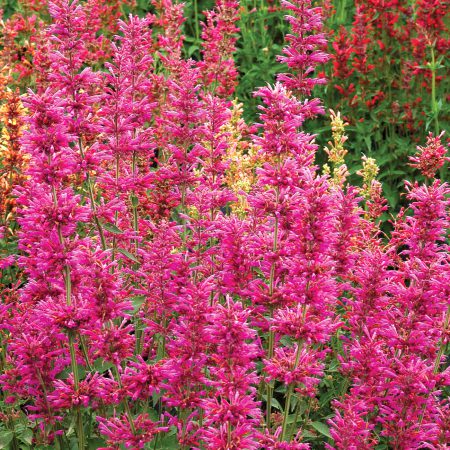 Hyssop, Pink Seeds