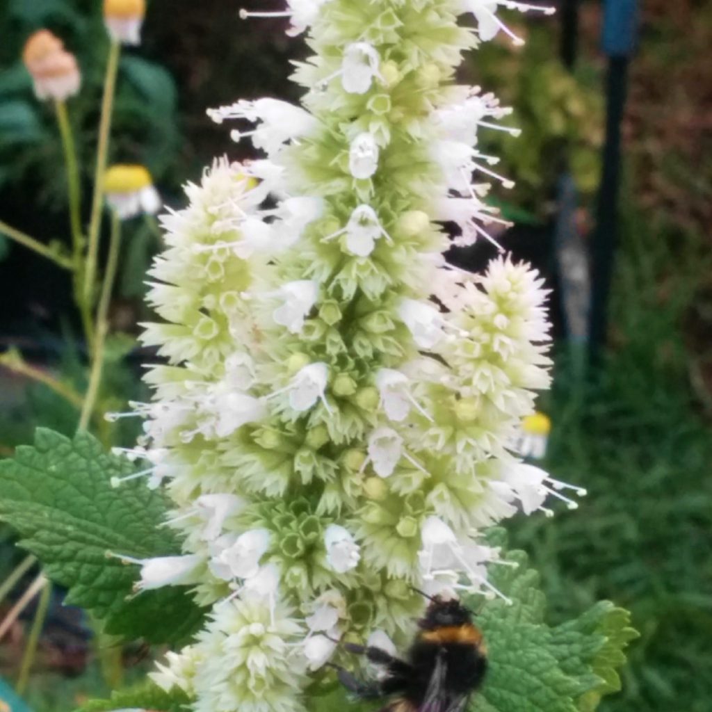 Hyssop, White Seeds