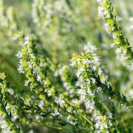 Hyssop, White Seeds